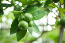 A Group Thai Green Limes On A Tree.
