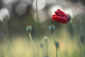 poppies, in the late spring you can see them everywhere, in small quantities or on immense fields.