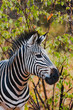 wildes Zebra im Karongwe Reservat in Südafrika - Safari