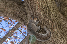Funny Grey Squirrel Sitting In A Tree On Blue Sky Background