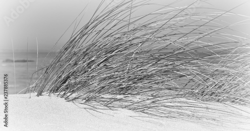 Fototeppich - Close up of sand dunes with dune grass (von lehmannw)
