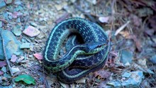 Beautiful Closeup Of A Breathing Eastern Garter Snake From West Virginia.