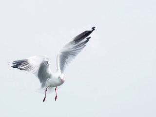 Seagulls are flying on a white sky background. In the concept of love, freedom, friendship, indulgence, power and travel to the world.