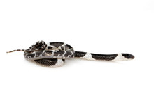 Image Of Little Snake (Lycodon Laoensis) On White Background., Reptile,. Animals