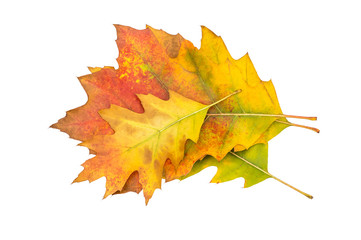 Heap of colorful autumn leaves isolated on white. Top view.