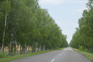 road in the forest