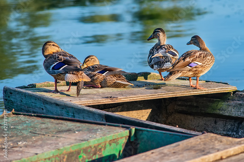 Fotografie, Obraz Female mallard duck (anas platyrhynchos) on Danube river