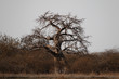 samotnie rosnące duże afrykańskie drzewo baobab bez liści na sawannie