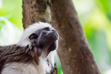 Wall Mural - Close up shot of a cotton top tamarin while looking and observing