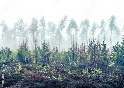 Fotografie, Obraz A forest landscape in autumn Scandinavia