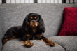 Cute, sweet, Cavalier King Charles Spaniel, black and tan, on a gray sofa, with red pillow.