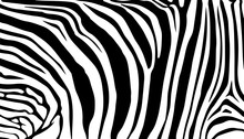 Stripe Animals Jungle Texture Zebra Vector Black White Print
