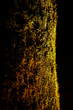 Beleuchteter Baum mit Moos