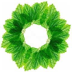 Poster - leaves of balm - wreath from leaves close up