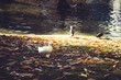 walking white duck near pond on the park