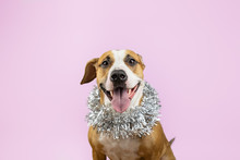 Cute Beautiful Dog In Christmas Tinsel Around Neck, Pink Background. Portrait Of Staffordshire Terrier With New Year Decoartion