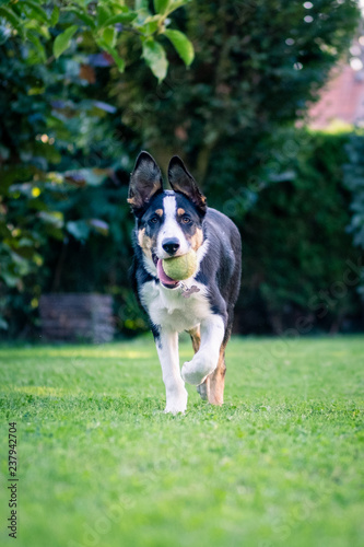 Border Collie Chien Herbe Verte Montage Balle Berger Buy