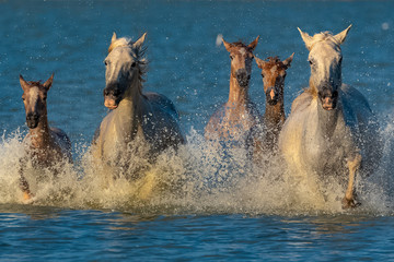 Horses running in the water, beautiful purebred horses in Camargue 