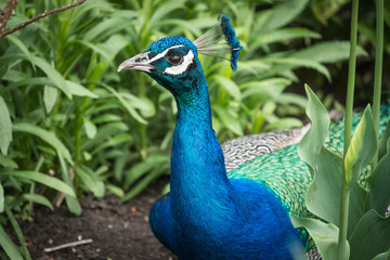 Wall Mural - peacock