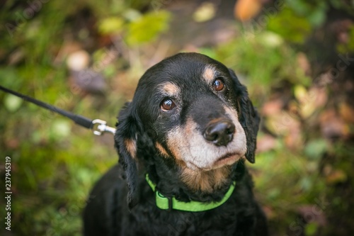 Portrait Of Sad Looking English Black And Tan Cocker Spaniel With Brown Eyes Sitting On Green Grass In A Park Dog Collar On Blurry Colorful Background Outdoors Stock Photo Adobe Stock