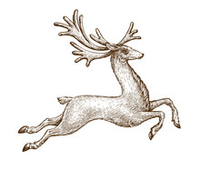 Running Deer. Drawn Vintage Sketch Vector Illustration