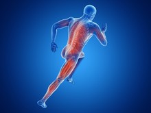Illustration Of A Jogger's Muscles