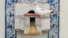Lisboa. A Seagull Drinking In Fontain