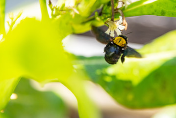 Bumblebee flying to flower chasing nectar