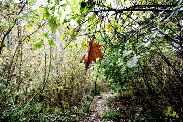 autumn leaves in the forest