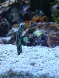 Fototapeta  - Fish from Ocean