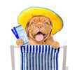 Happy puppy holds airline tickets and resting on a deck chair. Isolated on white background