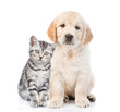 Golden retriever puppy sitting with tabby kitten. isolated on white background