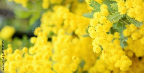 ふわふわミモザの花びら クローズアップ 春の花 Buy This Stock Photo And Explore Similar Images At Adobe Stock Adobe Stock