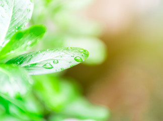 Wall Mural - The water on the green leaves. Ecology and environment