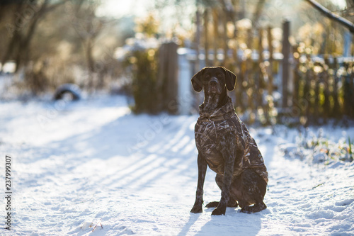 German Shorthaired Pointer Hunter Dog Head Shot Portrait Of