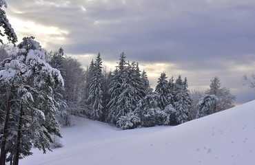 Beautiful snowy spruce with blue sky and clouds for the background and with spruces and beeches forest