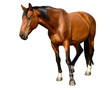 © Arija - Horse standing isolated on white