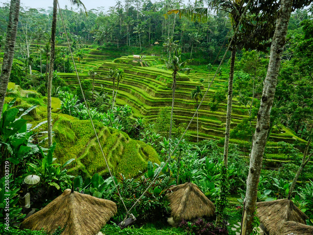 beautiful scenic view of rice terrace in Southeast Asia , the ...