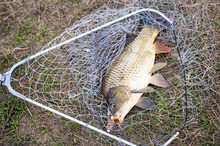 A Carp Caught in a Fish Net, Fishing As a Hobby, Early Spring in