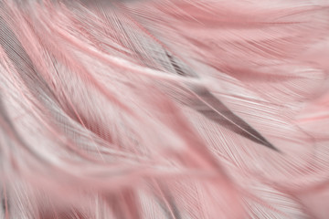 Blur Bird chickens feather texture for background, Fantasy, Abstract, soft color of art design.