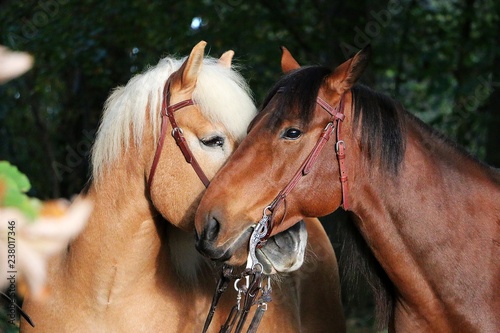 Fotografía two beautiful cuddling horses in the autumn forest