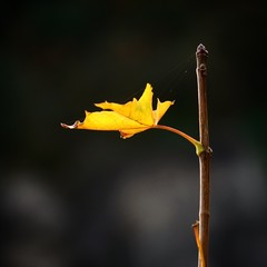 the beautiful brown tree leaves in the nature