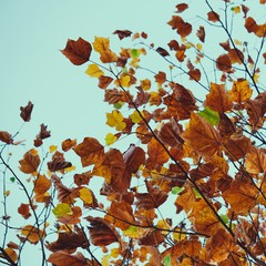 the beautiful red tree leaves in the nature