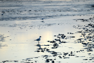 Canvas Print - Wattenmeer bei Husum - Nordsee 