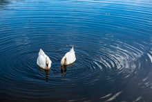 White Swans On The Water