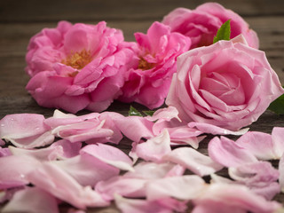 Wall Mural - Pink roses on the old wooden floor.