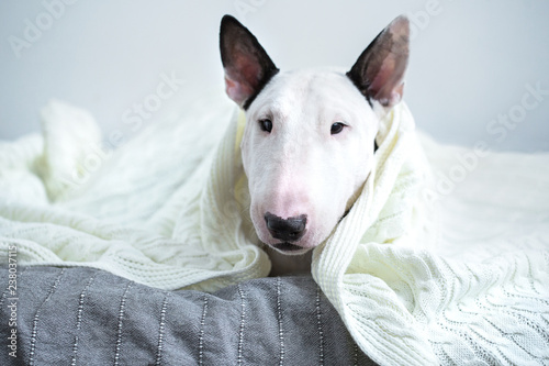 Fotomural A cute white English bull terrier is sleeping on a bed under a white knitted bla