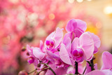Fototapeta Lawenda - Pink orchids. Celebration of international woman's day