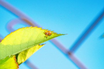 Plant and insect