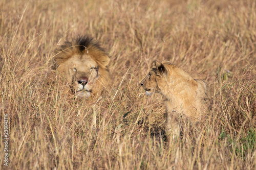 Fotografie, Obraz Close up portraits of adult male Sand River or Elawana Pride lion, Panthera leo,